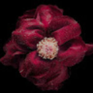 Meet your Posher, Kaliana